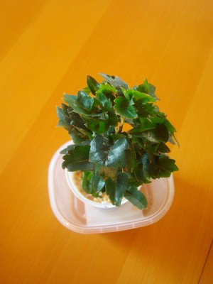 100D2041.JPG