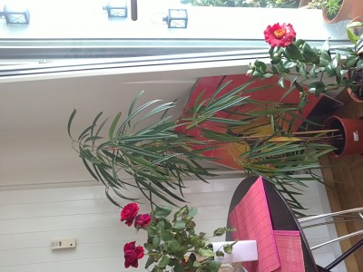 27032011186.JPG