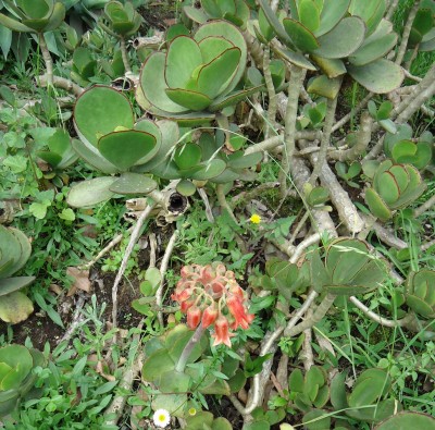 8. Unbekannte in Quito, Echeveria B.JPG