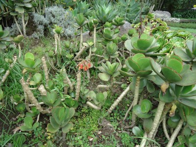 8. Unbekannte in Quito, Echeveria A.JPG