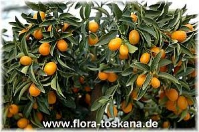 fortunella_margarita_22.jpg