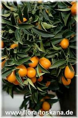 fortunella_margarita_21.jpg
