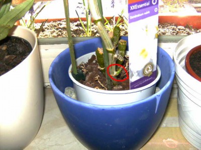 Keimlinge und Dendrobium Orchidee 006.JPG