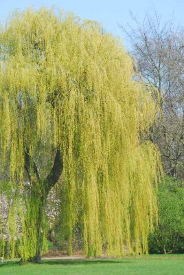 Fruehling 078yy.jpg