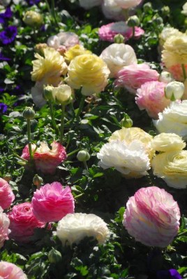 Fruehling 063yy.jpg