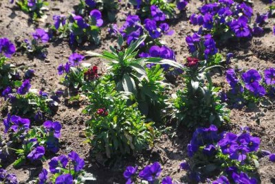 Fruehling 053yy.jpg