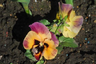 Fruehling 041yy.jpg