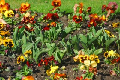Fruehling 040yy.jpg