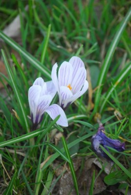 Fruehling 099yy.jpg