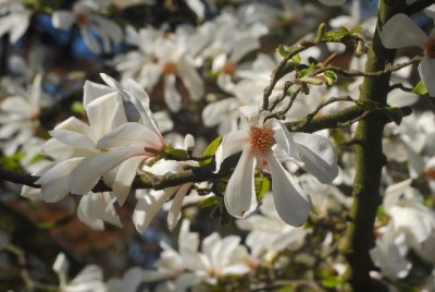 Fruehling 096yy.jpg