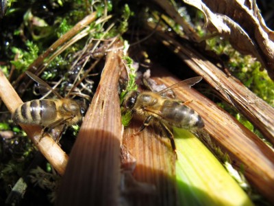 die Wasserträgerinnen.JPG
