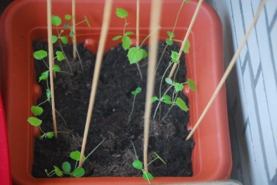 Bildforgreen 008yy.jpg