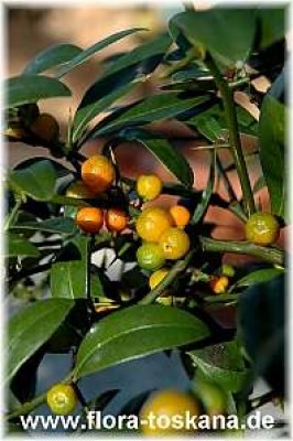 fortunella_hindsii_13_-_111205.jpg