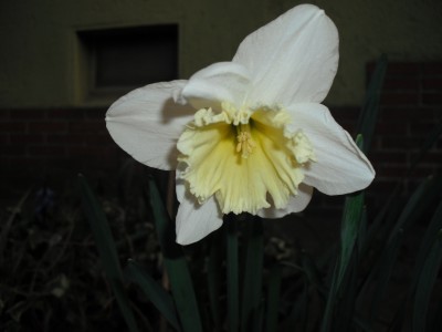 Osterglocke hellgelb.JPG