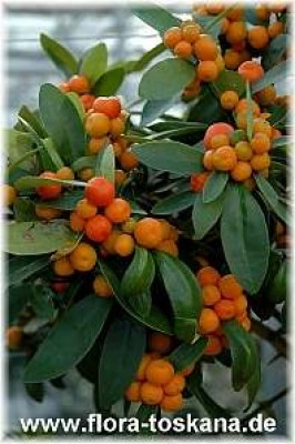 fortunella_hindsii_7_-_011206.jpg
