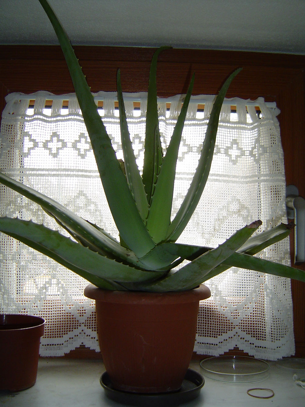 agave attenuata Agave attenuata – Dinsan Nursery main image 0