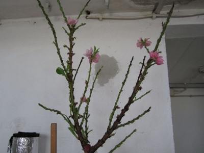 k-IMG_0018.JPG