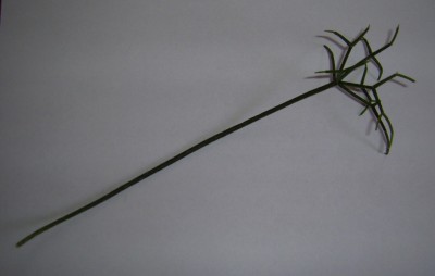 PIC_0010.JPG