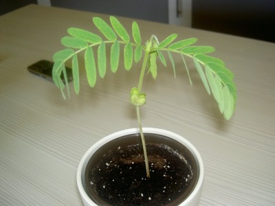 PICT0610.JPG