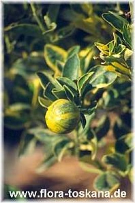 citroforunella_mitis_-_variegata_-_dia.jpg