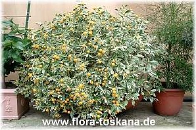 citrofortunella_mitis_variagata_-_digi.jpg