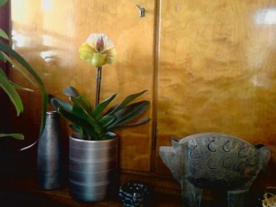blühende orchidee#n....JPG