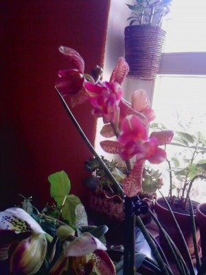 blühende orchidee'n...JPG