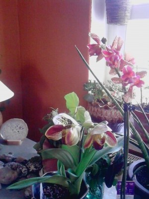 blühende Orchidee'n.JPG