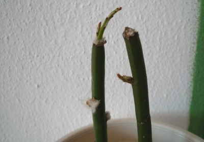 Grandiflora Neutriebe.JPG