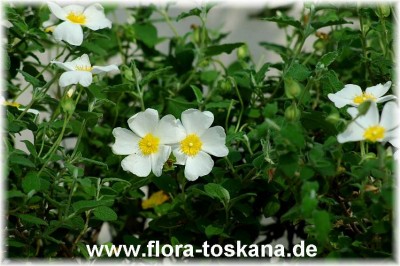 cistus_salvifolius_bluete_2_-_010505.jpg