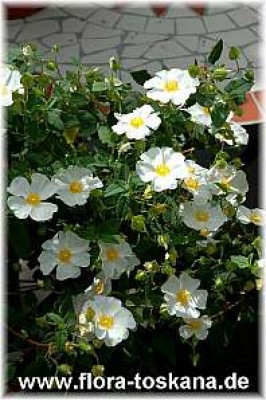 cistus_corbariensis_3_-_150407.jpg
