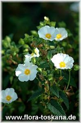 cistus_corbariensis_9_-_150407.jpg