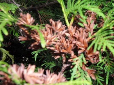 SDC11269.JPG