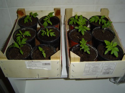 Tomaten, gesät Anfang März.jpg