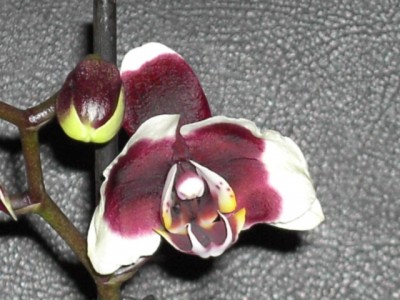 Phalaenopsis-Hybride weiß-dunkellila Kuhflecken - lila voll (Ränder weiß - hintere Spitzen gelb) März 2011_2.JPG