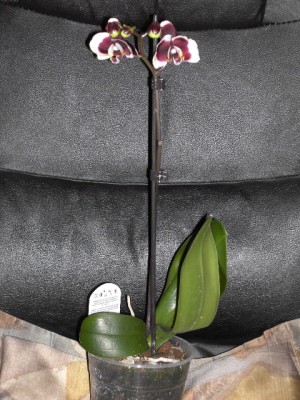 Phalaenopsis-Hybride weiß-dunkellila Kuhflecken - lila voll (Ränder weiß - hintere Spitzen gelb) März 2011_1.JPG