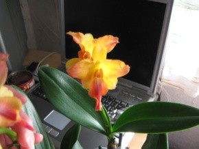 Phalenopsis und duftende Cattleya 005-1.jpg