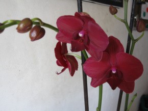 Phalenopsis und duftende Cattleya 003-1.jpg