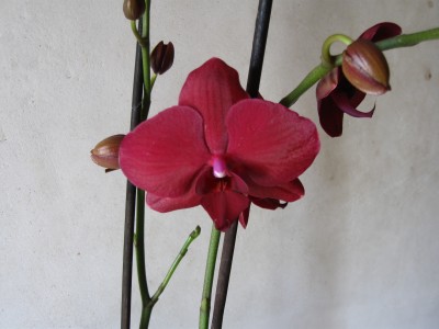 Phalenopsis und duftende Cattleya 002.jpg