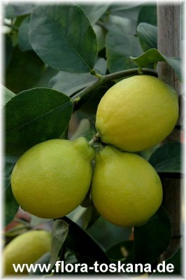 citrus_aurantiifolia_la_valette_2_-_101206.jpg