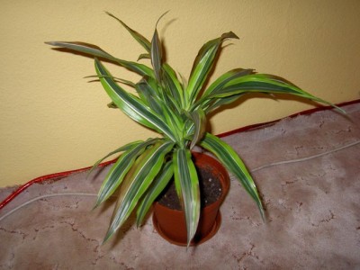 PICT2599.jpg