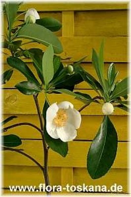 franklinia_alatamaha_4_-_digi.jpg
