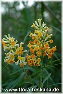 freylinia_lanceolata_3_-_050206.jpg