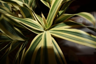 Junges Blatt.jpg