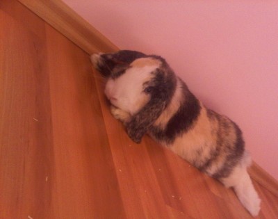 IMG00280-20110322-1747.jpg