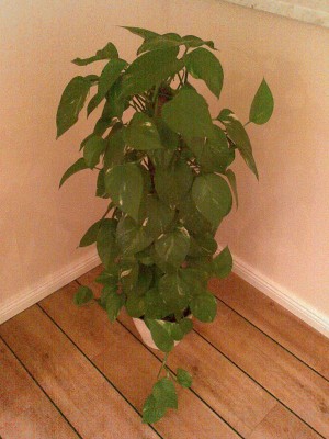Bild296.jpg