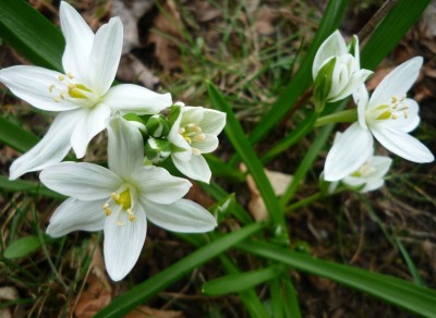 Ornithogalum.JPG