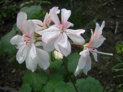 Honywood Suzanne.jpg