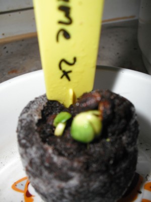 Wunderblume 30.03.11.JPG