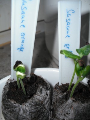 Susanne's 30.03.11.JPG